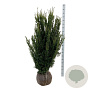 Taxus media 'Hillii' 120-140 cm met kluit extra