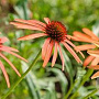 Echinacea purpurea 'Art's Pride' GM P9