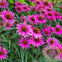 Echinacea purpurea 'Pica Bella' GM P9