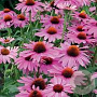 Echinacea purpurea 'Prima Donna Deep Rose' GM P9