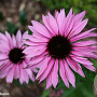 Echinacea purpurea 'Profusion' GM P9