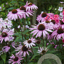 Echinacea p. 'Augustkönigin' GM P9