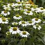 Echinacea p. 'Avalanche' GM P9