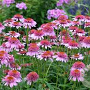 Echinacea p. 'Butterfly Kissis' GM P9