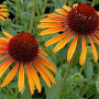 Echinacea p. 'Flame Thrower' GM P9