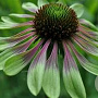 Echinacea p. 'Green Envy' GM P9