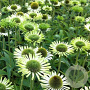 Echinacea p. 'Green Jewel' GM P9