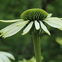 Echinacea p. 'Jade' GM P9