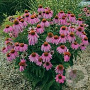 Echinacea p. 'Kim's Knee High' GM P9