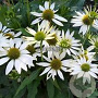 Echinacea p. 'Kim's Mop Head' GM P9