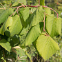 Tilia plat. 'Pendula' 18-20 HO draadkluit
