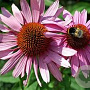 Echinacea p. 'Leuchtstern' GM P9