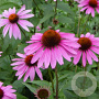 Echinacea p. 'Little Magnus' GM P9
