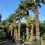 Trachycarpus fortunei hoogstam container 225 cm stam