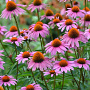 Echinacea p. 'Magnus Superior' GM P9