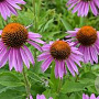 Echinacea p. 'Maxima' GM P9