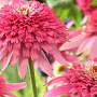 Echinacea p. 'Pink Double Delight' GM P9