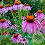 Echinacea p. 'Robert Bloom' GM P9
