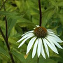 Echinacea p. 'White Lustre' GM P9