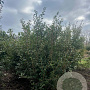 Viburnum burkwoodii 150-175 cm draadkluit struik