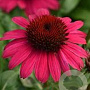 Echinacea Sombrero Rose GM P9