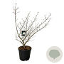 Viburnum carlcephalum 125-150 cm cont. 55L extra