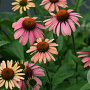 Echinacea 'Summer Cocktail' GM P9