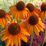 Echinacea 'Tiki Torch' GM P9