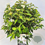 Viburnum plic. 'Watanabe' 40-60 cm 10L