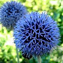 Echinops bannaticus 'Blue Ball' GM P9