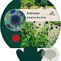 Echinops bannaticus 'Blue Globe' GM P9