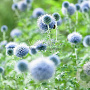 Echinops bannaticus 'Blue Glow' GM P9