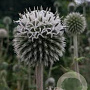 Echinops bannaticus 'Star Frost' GM P9