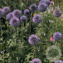 Echinops bannaticus 'Taplow Blue' GM P9