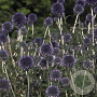 Echinops ritro GM P9
