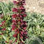 Echium amoenum GM P9