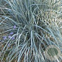 Elymus magellanicus GM P9