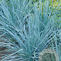 Elymus magellanicus GM P9