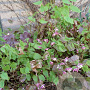 Epimedium alpinum GM P9