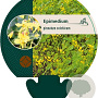 Epimedium pinnatum colchicum GM P9