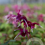 Epimedium pinnatum colchicum GM P9