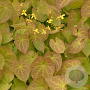 Epimedium pinnatum colchicum GM P9