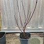 Cornus alba 'Kesselringii' 40-60 cm 2,0L