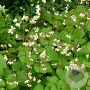 Epimedium pubigerum GM P9