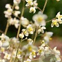 Epimedium pubigerum GM P9