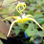 Epimedium rhizomatosum GM P9