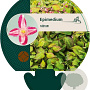 Epimedium rubrum GM P9