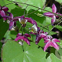 Epimedium rubrum GM P9
