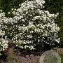 Cornus fl. 'Pluribracteata' 200-250 cm cont. 90L meerstammig