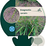 Eragrostis spectabilis GM P9